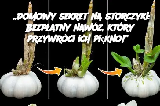 „Domowy sekret na storczyki: Bezpłatny nawóz, który przywróci ich piękno!”