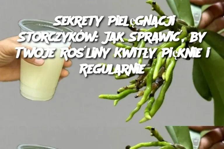 Sekrety Pielęgnacji Storczyków: Jak Sprawić, by Twoje Rośliny Kwitły Pięknie i Regularnie