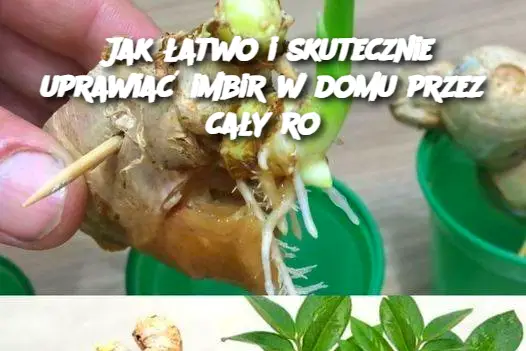 Jak łatwo i skutecznie uprawiać imbir w domu przez cały ro