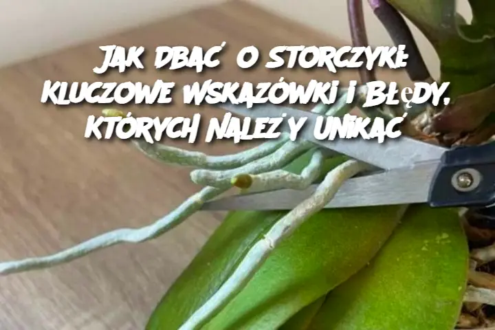 Jak Dbać o Storczyki: Kluczowe Wskazówki i Błędy, Których Należy Unikać