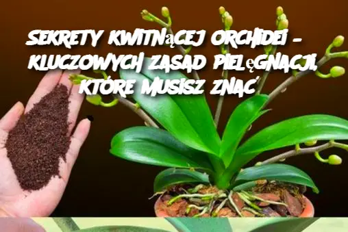 Sekrety kwitnącej orchidei – 6 kluczowych zasad pielęgnacji, które musisz znać