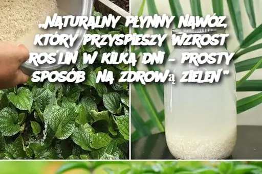 „Naturalny płynny nawóz, który przyspieszy wzrost roślin w kilka dni – prosty sposób na zdrową zieleń”