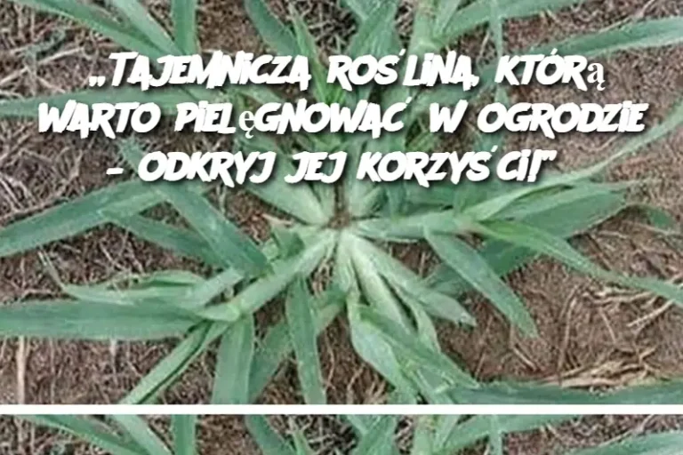 „Tajemnicza roślina, którą warto pielęgnować w ogrodzie – odkryj jej korzyści!”