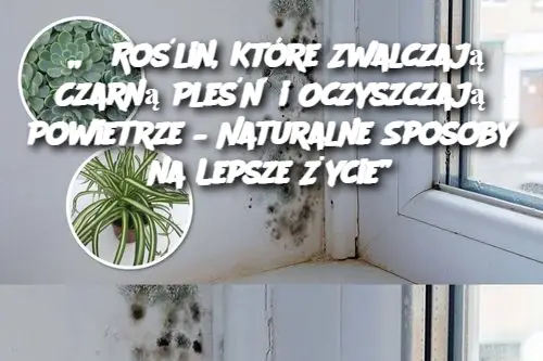 „6 Roślin, Które Zwalczają Czarną Pleśń i Oczyszczają Powietrze – Naturalne Sposoby na Lepsze Życie”