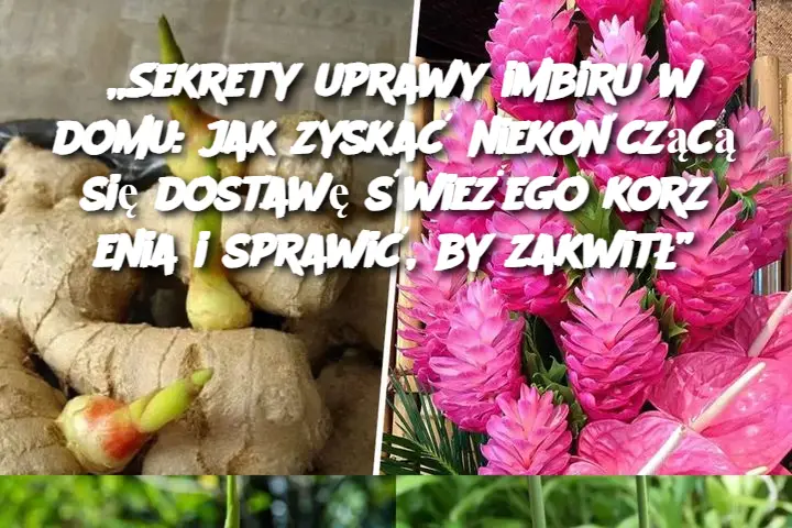 „Sekrety uprawy imbiru w domu: jak zyskać niekończącą się dostawę świeżego korzenia i sprawić, by zakwitł”