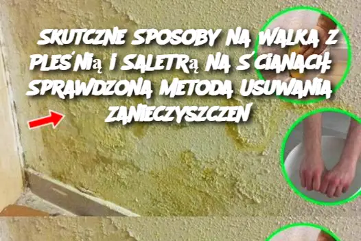 Skutczne Sposoby na Walka z Pleśnią i Saletrą na Ścianach: Sprawdzona Metoda Usuwania Zanieczyszczeń