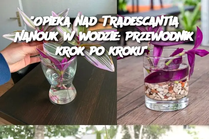 "Opieka nad Tradescantia Nanouk w wodzie: Przewodnik krok po kroku"