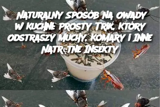 Naturalny Sposób na Owady w Kuchni: Prosty Trik, Który Odstraszy Muchy, Komary i Inne Natrętne Insekty