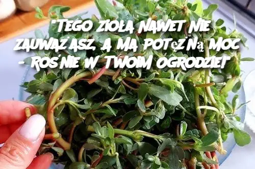 "Tego Zioła Nawet Nie Zauważasz, A Ma Potężną Moc - Rośnie W Twoim Ogrodzie!"