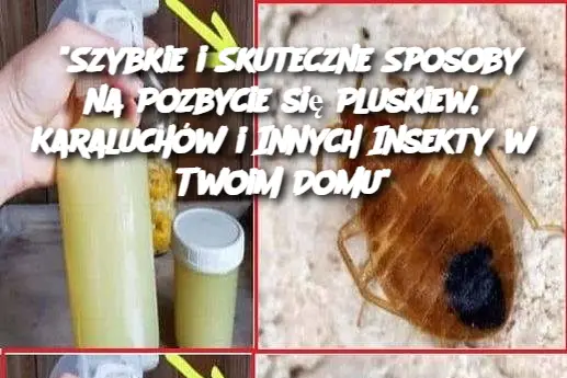 "Szybkie i Skuteczne Sposoby na Pozbycie się Pluskiew, Karaluchów i Innych Insekty w Twoim Domu"