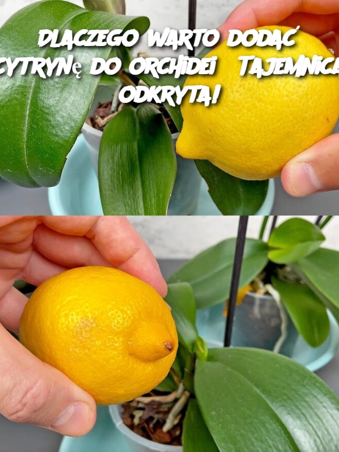 Dlaczego warto dodać cytrynę do orchidei? Tajemnica odkryta!