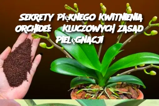 Sekrety Pięknego Kwitnienia Orchidei: 6 Kluczowych Zasad Pielęgnacji