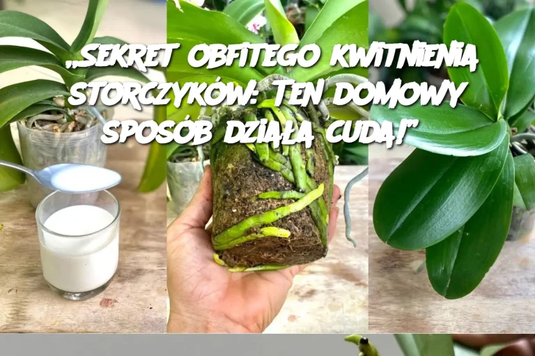 „Sekret obfitego kwitnienia storczyków: Ten domowy sposób działa cuda!”