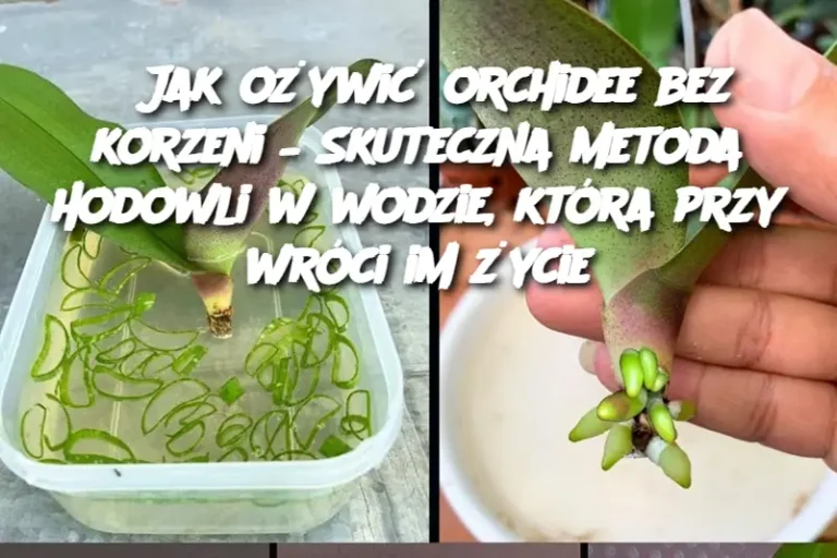 Jak ożywić orchidee bez korzeni – Skuteczna metoda hodowli w wodzie, która przywróci im życie