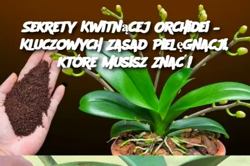 Sekrety Kwitnącej Orchidei – 6 Kluczowych Zasad Pielęgnacji, które Musisz Znać!