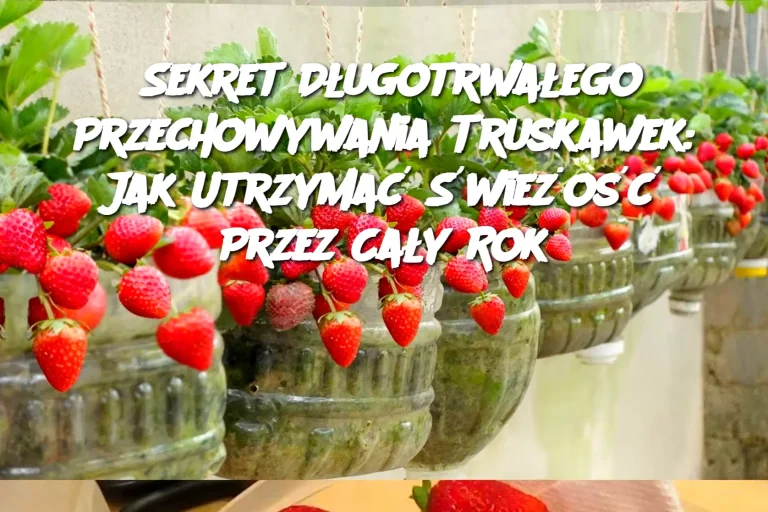 Sekret Długotrwałego Przechowywania Truskawek: Jak Utrzymać Świeżość Przez Cały Rok