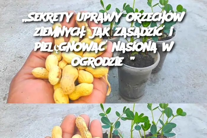 „Sekrety uprawy orzechów ziemnych: Jak zasadzić i pielęgnować nasiona w ogrodzie?”