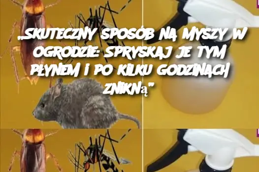 „Skuteczny sposób na myszy w ogrodzie: Spryskaj je tym płynem i po kilku godzinach znikną”