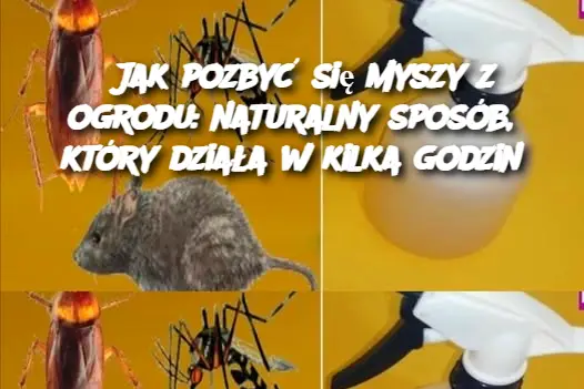 Jak pozbyć się myszy z ogrodu: naturalny sposób, który działa w kilka godzin