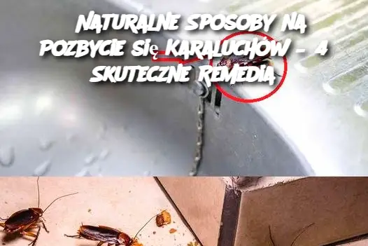 Naturalne Sposoby na Pozbycie się Karaluchów – 4 Skuteczne Remedia