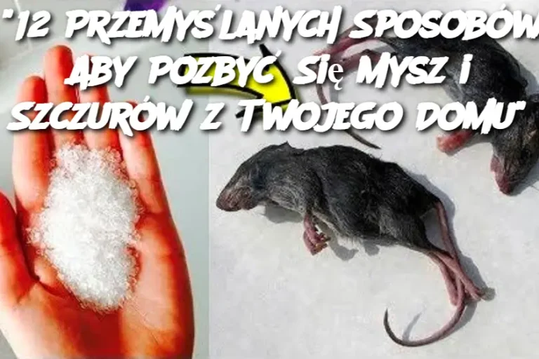 "12 Przemyślanych Sposobów, Aby Pozbyć Się Mysz i Szczurów z Twojego Domu"