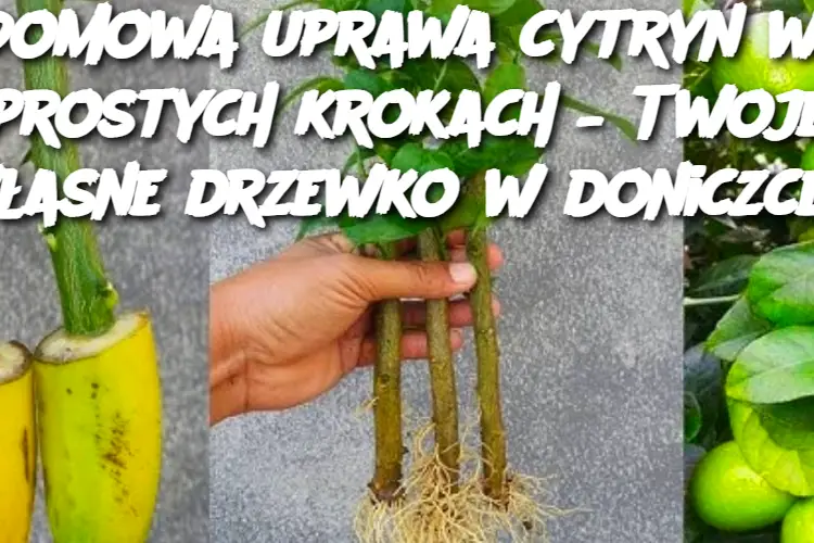 "Domowa uprawa cytryn w 7 prostych krokach – Twoje własne drzewko w doniczce!"