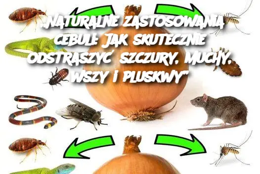 „Naturalne zastosowania cebuli: Jak skutecznie odstraszyć szczury, muchy, wszy i pluskwy”