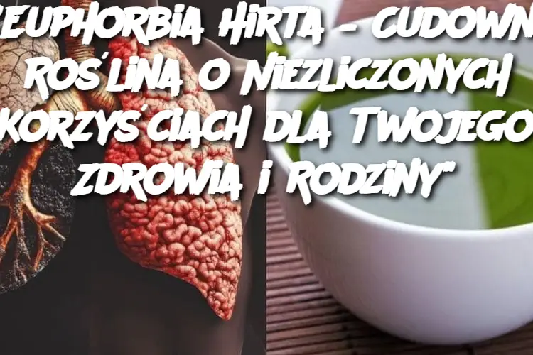 "Euphorbia Hirta – Cudowna Roślina o Niezliczonych Korzyściach dla Twojego Zdrowia i Rodziny"