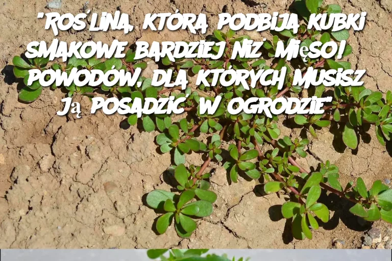 "Roślina, która podbija kubki smakowe bardziej niż mięso! 8 powodów, dla których musisz ją posadzić w ogrodzie"