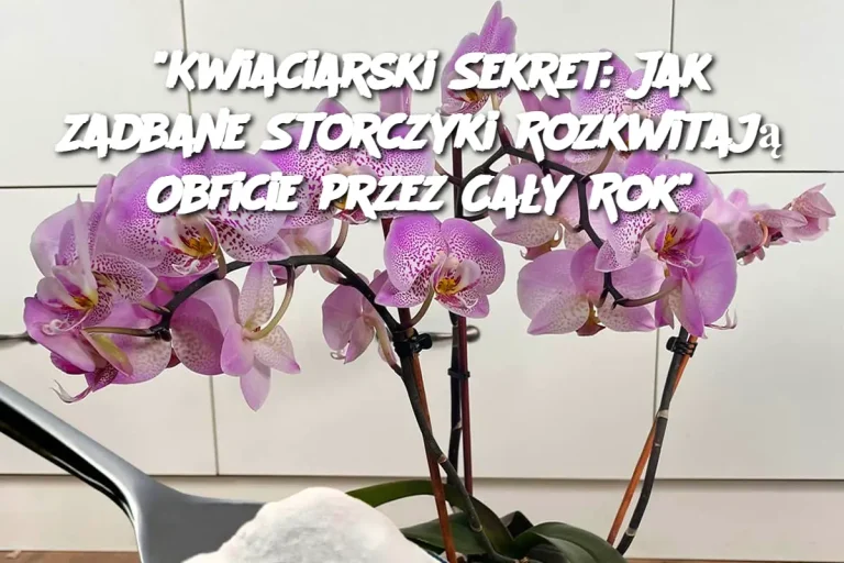 "Kwiaciarski Sekret: Jak Zadbane Storczyki Rozkwitają Obficie przez Cały Rok"