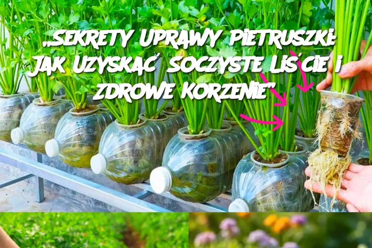 „Sekrety Uprawy Pietruszki: Jak Uzyskać Soczyste Liście i Zdrowe Korzenie”