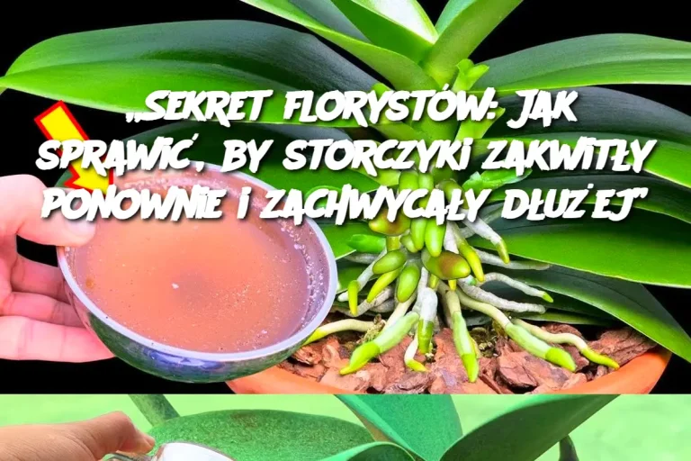 „Sekret florystów: Jak sprawić, by storczyki zakwitły ponownie i zachwycały dłużej”