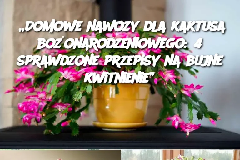 „Domowe nawozy dla kaktusa bożonarodzeniowego: 4 sprawdzone przepisy na bujne kwitnienie”