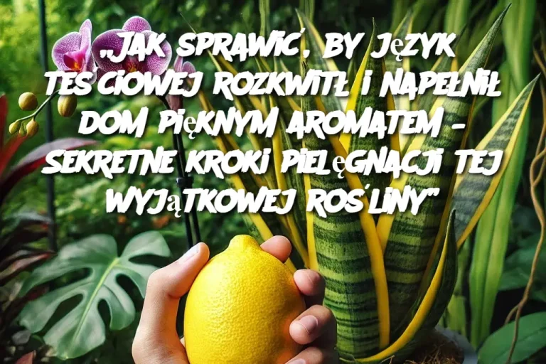 „Jak sprawić, by język teściowej rozkwitł i napełnił dom pięknym aromatem – Sekretne kroki pielęgnacji tej wyjątkowej rośliny”