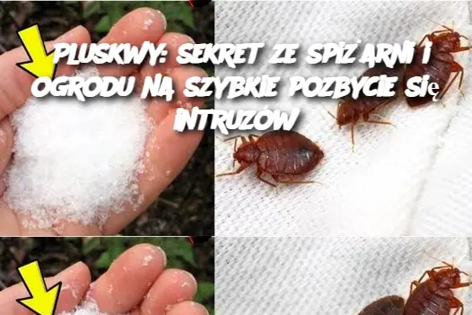 Pluskwy: sekret ze spiżarni i ogrodu na szybkie pozbycie się intruzów