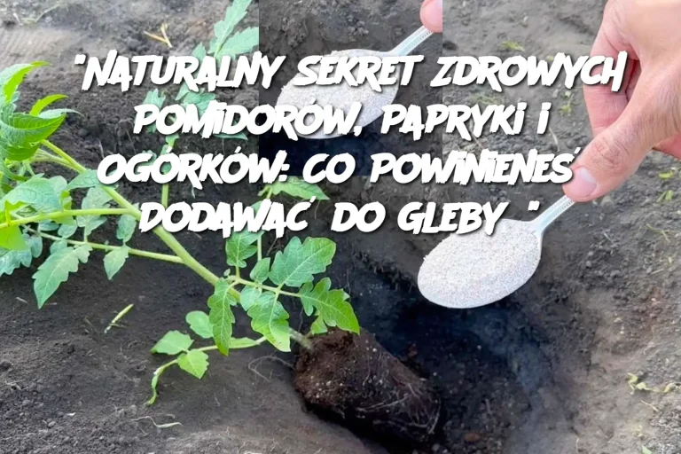 "Naturalny Sekret Zdrowych Pomidorów, Papryki i Ogórków: Co Powinieneś Dodawać do Gleby?"