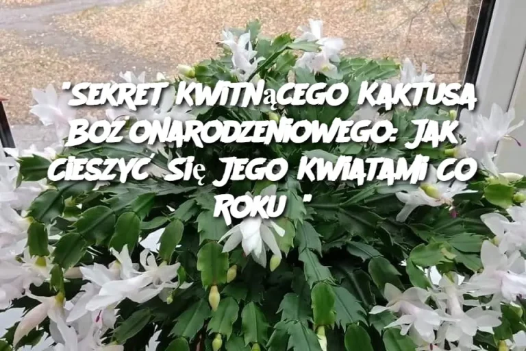 "Sekret Kwitnącego Kaktusa Bożonarodzeniowego: Jak Cieszyć Się Jego Kwiatami Co Roku?"