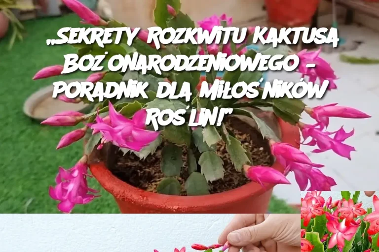 „Sekrety Rozkwitu Kaktusa Bożonarodzeniowego – Poradnik dla Miłośników Roślin!”