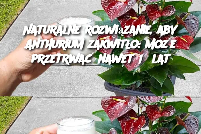 Naturalne rozwiązanie, aby Anthurium zakwitło: może przetrwać nawet 15 lat