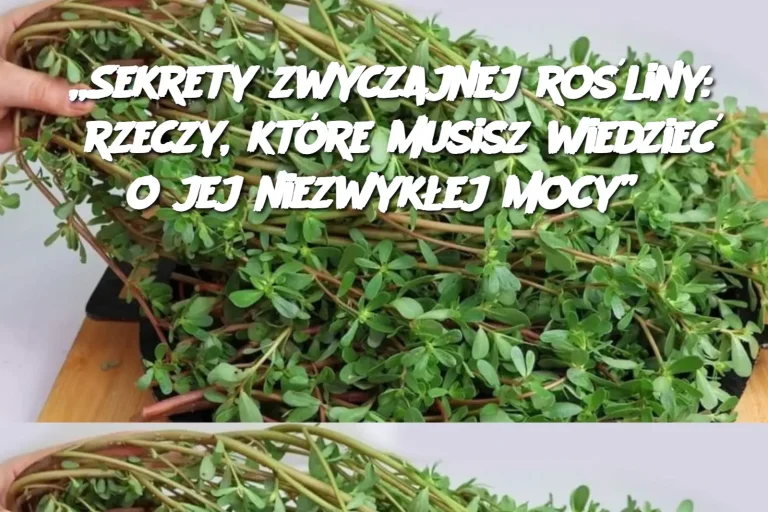 „Sekrety zwyczajnej rośliny: 8 rzeczy, które musisz wiedzieć o jej niezwykłej mocy”