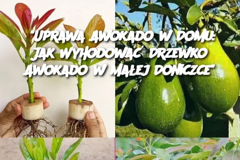 "Uprawa Awokado w Domu: Jak Wyhodować Drzewko Awokado w Małej Doniczce"