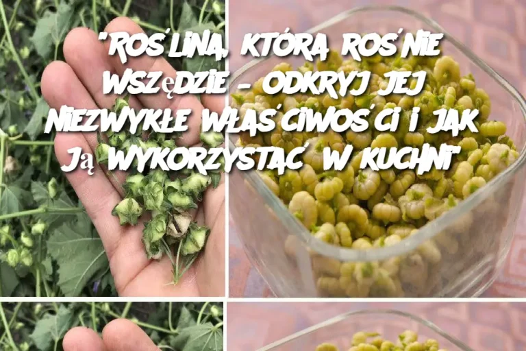 "Roślina, która rośnie wszędzie – odkryj jej niezwykłe właściwości i jak ją wykorzystać w kuchni"