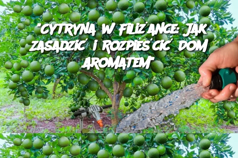 "Cytryna w Filiżance: Jak Zasadzić i Rozpieścić Dom Aromatem"