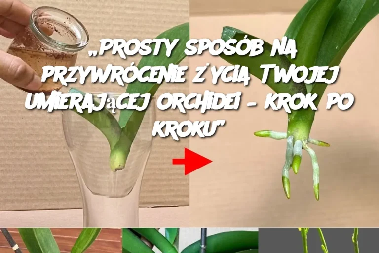 „Prosty sposób na przywrócenie życia Twojej umierającej orchidei – krok po kroku”