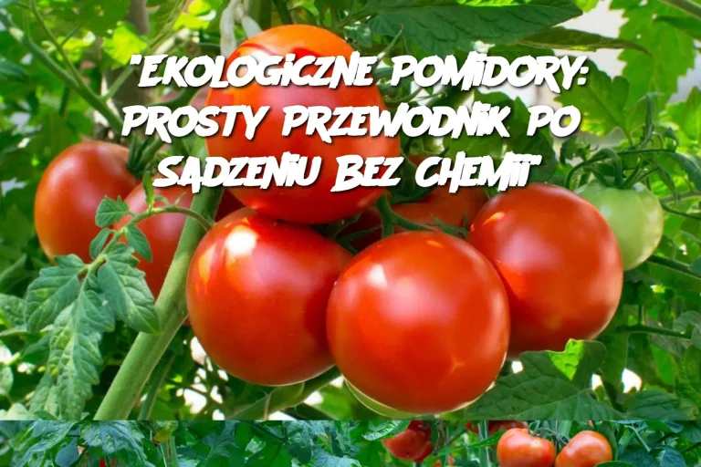 "Ekologiczne Pomidory: Prosty Przewodnik Po Sadzeniu Bez Chemii"