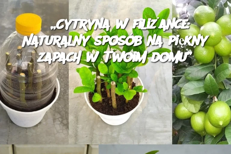 „Cytryna w filiżance: Naturalny sposób na piękny zapach w Twoim domu”