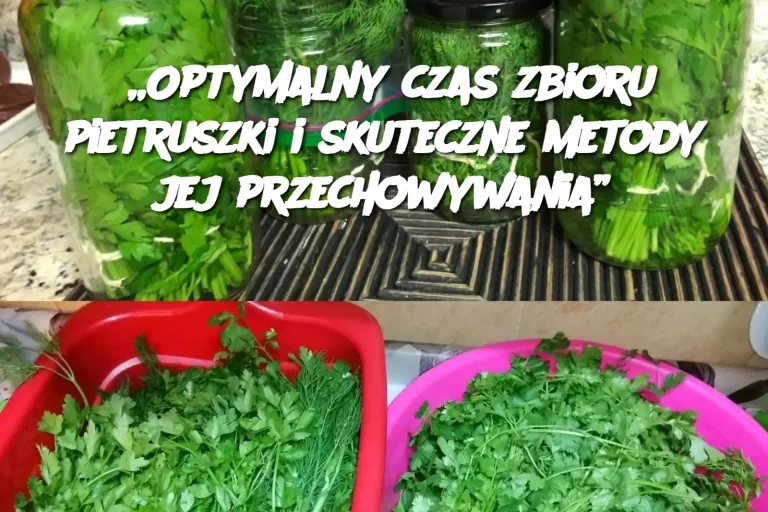 „Optymalny czas zbioru pietruszki i skuteczne metody jej przechowywania”