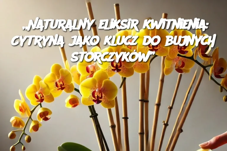 „Naturalny eliksir kwitnienia: Cytryna jako klucz do bujnych storczyków”