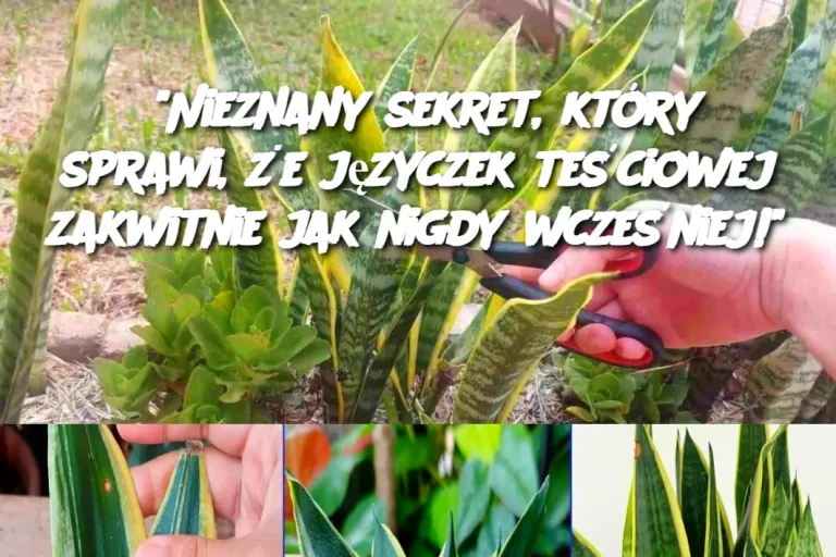 "Nieznany sekret, który sprawi, że języczek teściowej zakwitnie jak nigdy wcześniej!"