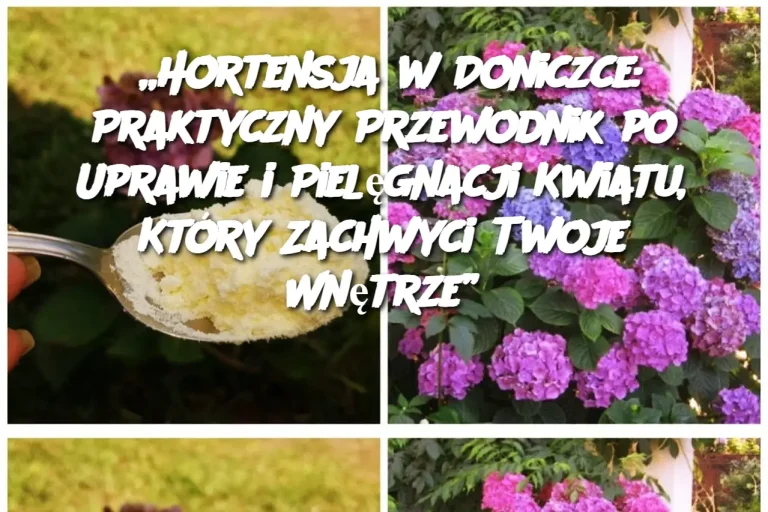 „Hortensja w Doniczce: Praktyczny Przewodnik po Uprawie i Pielęgnacji Kwiatu, Który Zachwyci Twoje Wnętrze”